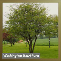 Washington Hawthorn